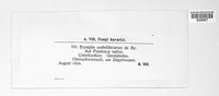 Erysiphe heraclei image